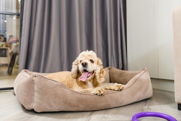 Why a Memory Foam Pet Bed Is the Best Choice for Your Dog’s Comfort